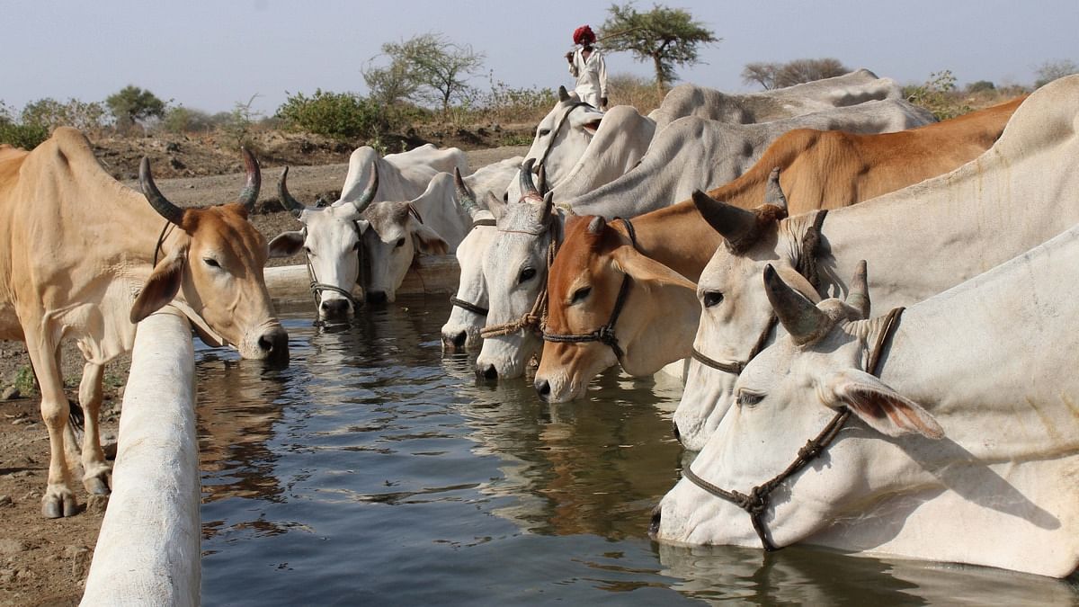 Karnataka Assembly passes anti-cow slaughter bill amid Opposition boycott