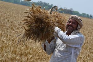 To stem farmer discontentment, government hikes rabi crops’ MSP by 21%