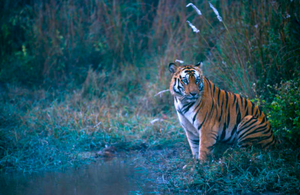 Tiger number rises in India, but vanishes from three parks