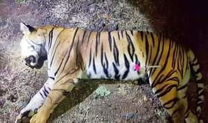Maneka Gandhi terms killing of tigress Avni ‘ghastly murder’  