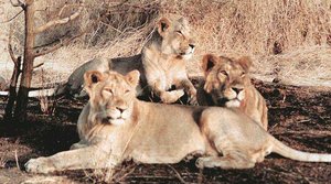 In Gir forest, deadly virus kills 23 lions die in one month
